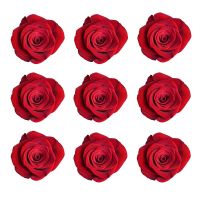 Pattern of red Roses