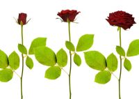 Sequence of red rose opening