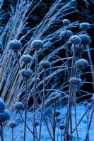 Seedhead of Mondarda in winter covered in frost