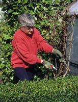 Woman pruning Clematis montana back in early spring at The Anchorage in Kent