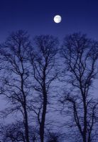 Tilia - Full moon over Lime trees in winter at Witley in Surrey