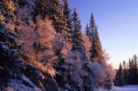 Betula - Birches and Spruces in winter on mountainside in Trandheim, Norway
