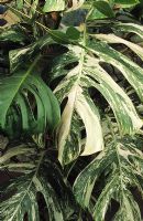 Monstera deliciosa 'Variegata' - Rubber plant