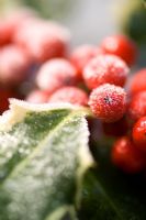 Ilex aquifolium - Variegated Holly berries with frost in winter
