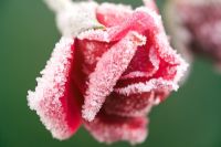 Rosa - Frozen red Rose