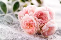 Rosa - Frozen pink Rose
