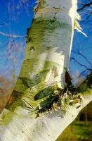 Betula 'Jermyns' - Birch with white peeling bark