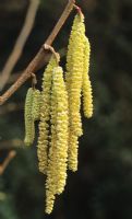 Corylus avellana - Hazel catkins in spring