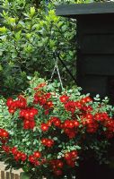 Hanging basket with Rosa 'Suffolk'  