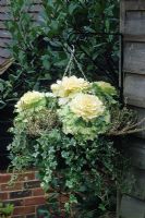 Winter hanging basket with ornamental Kale 'Northern Lights', Hedera - Ivy and Calluna vulgaris - Heather
