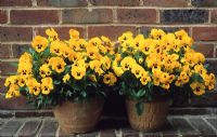 Viola - Universal Pansies in containers