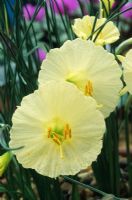 Narcissus bulbocodium - Dwarf Daffodils