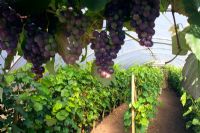 Sunnybank Vine Nurseries - view under poly tunnel with rows of vines