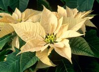 Euphorbia pulcherrima 'Freedom White'