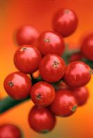 Ilex - Holly, Close-up of red berries