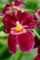 Miltonia - Pansy Orchid