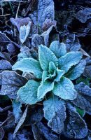 Digitalis - Foxglove leaf rosette with frost in winter