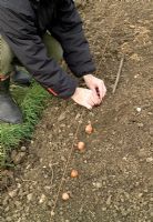 Planting Allium ascalonicum 'Pikant' - shallots in February using a spacing stick