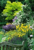 Summer border with Robinia pseudoacacia 'Frisia', Achillea, Santolina, Dahlia, Salvia, Delphinium, Kniphofia, Papaver and Philadelphus at Eastgrove Cottage Garden in Worcestershire.