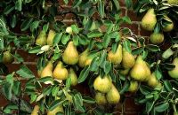 Pyrus 'Conference' - Pears on tree in autumn