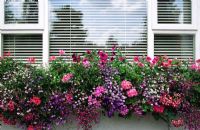 Window box in summer with annuals including Lobelia, Pelargoniums and Petunias.