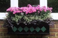 Autumn window box with Aster 'Little Pink Beauty', Calluna and Ajuga reptans' Atropurpurea'