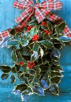 Bunch of Ilex aquif0lium - Holly branches with ribbon