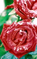 Red Passion Rosa - with frost in winter 