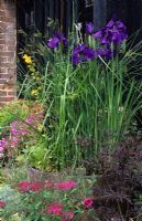 Bog garden in wooden barrel container with Iris ensata, Cyperus alternifolius and Equisetum hyemale at The Oast Houses, Hampshire. 