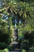 The Neptune Steps with trachycarpus fortunei palms at Tresco Abbey gardens, Isles of Scilley.