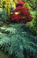 Juniperus squamata 'Blue Carpet' - Blue prostrate juniper backed by Acer palmatum dissectum 'Garnet'