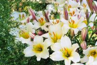 Lilium regale - Regal Lily in border 