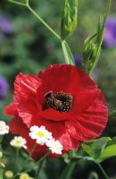 Papaver 'Ladybird' - Poppy