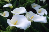Zantedeschia aethiopica 'Crowborough' - Arum Lily
