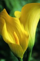 Zantedeschia elliotiana - Arum Lily