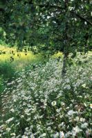 Naturalistic garden with Betula - Silver Birches underplanted with Leucanthemum - Ox-eye Daisies
