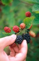 Picking Blackberries in September