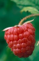 Rubus idaeus - Raspberry 'Autumn Bliss'