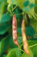 Phaseolus - Climbing Borlotti bean 'Rob Roy' with crop in September
