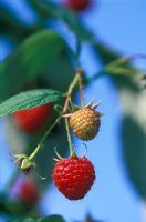 Rubus idaeus - Raspberry 'Heritage' with fruit in September