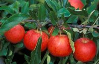 Malus domestica 'Gala' - Apples on tree in September