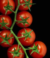 Lycopersicon esculentum - Tomatoes 'Shiren' 
