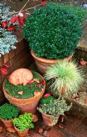 Autumn containers planted with Hebe rakaiensis, mixed Thymus, Buxus sempervirens and Festuca glauca 'Golden Toupee' 