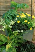 Summer container planted with Melianthus major, Heuchera, Helichrysum, Ferns and Leucanthemum in metal pots against wooded fence