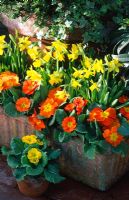 Spring containers with Narcissus 'Tete a Tete' and Primulas