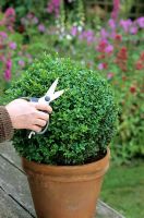 Clipping ball-shaped Buxus - Box topiary in Container with clipping shears