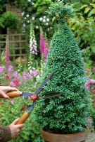 Clipping cone shaped topiary in terracotta container with shears