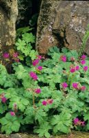 Geranium macrorrhizum 'Czakor' growing in rock garden