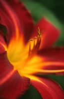 Hemerocallis 'Red Precious' - Day Lily 