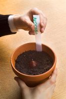 Child placing plant tag in clay pot with Avocado stone